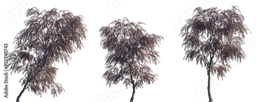 Agonis flexuosa burgundy (Burgundy Willow Myrtle, Weeping Peppermint Willow) frontal set trees isolated png  on a transparent background perfectly cutout photo