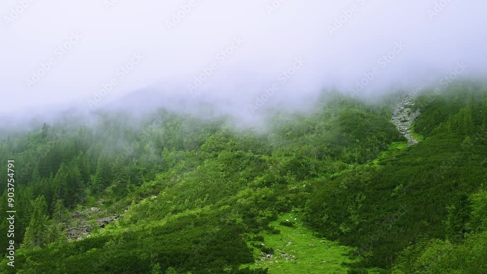 Fog over green forest in the mountains