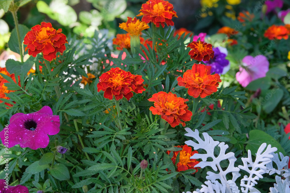 Marigold is growing in garden. Orange plants. Cultivated for its showy flowers. Flowerbed. Marigold is growing in garden. Orange plants. Cultivated for its showy flowers. Flowerbed.