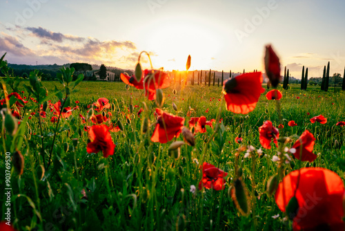 il sole tramonta in un campo di papaveri