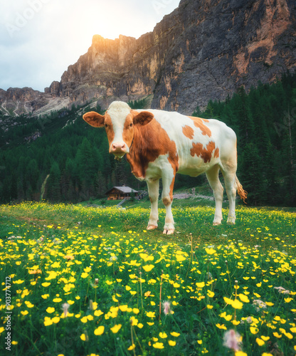 Two cows grazing on a green...