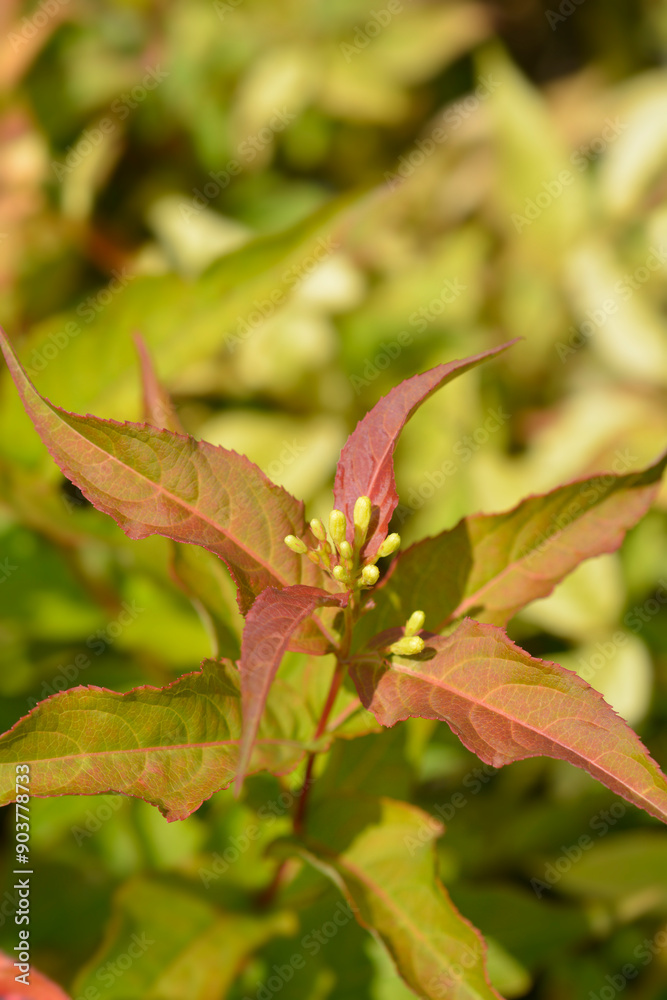 Bush Honeysuckle Kodiak Orange flower buds Bush Honeysuckle Kodiak Orange flower buds