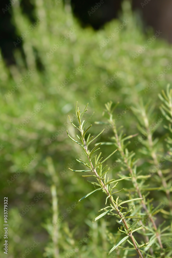 Rosemary leaves Rosemary leaves