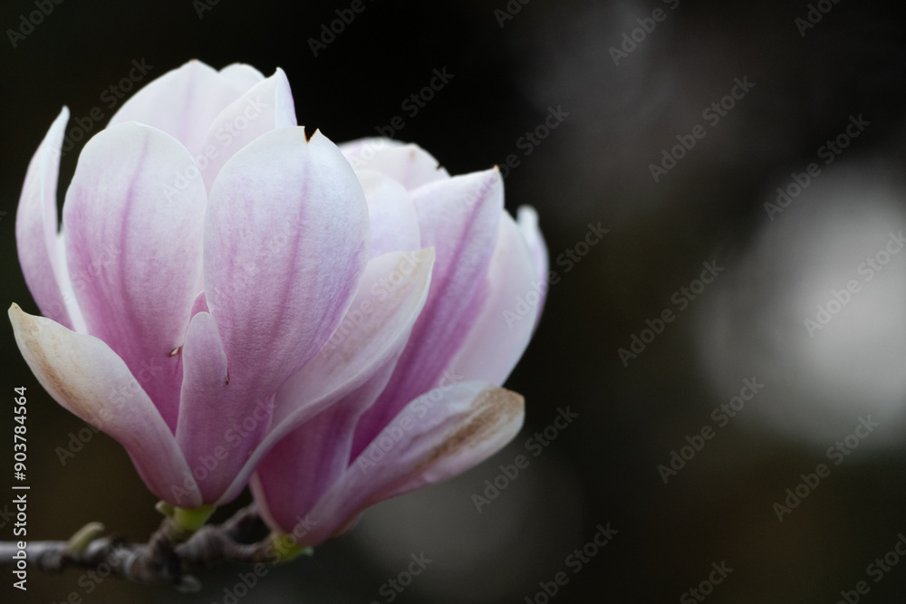 Magnolia Sulanjana flowers with petals in the spring season. beautiful pink magnolia flowers in spring, selective focusing. Magnolia Sulanjana flowers with petals in the spring season. beautiful pink magnolia flowers in spring, selective focusing.