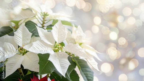 Soft white poinsettias stand out against a shimmering, blurred bokeh backdrop during the festive season
