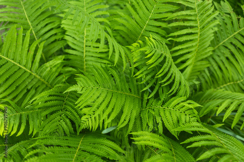 Beautiful fern leaf texture in nature. Natural ferns blurred background. Fern leaves. Fern plants in forest.