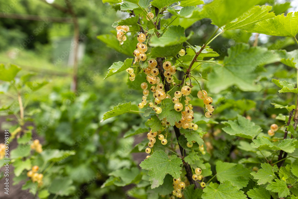 White currant at a branch in the garden close up. White currant at a branch in the garden close up.