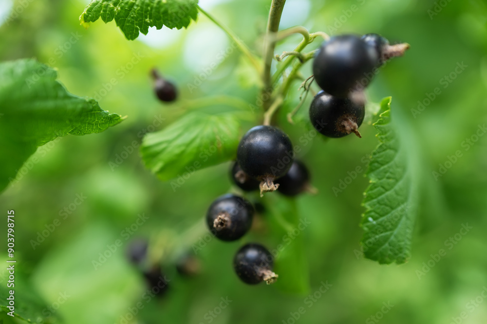 Bush of black currant with ripe bunches of berries and leaves on blurred natural green background. Bush of black currant with ripe bunches of berries and leaves on blurred natural green background.
