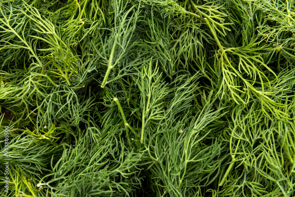Texture of dill. Greens Texture of dill. Greens