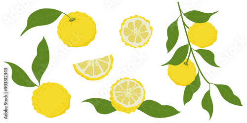 Hand drawn yuzu fruit. Set of Yuzu fruits isolated on a white background