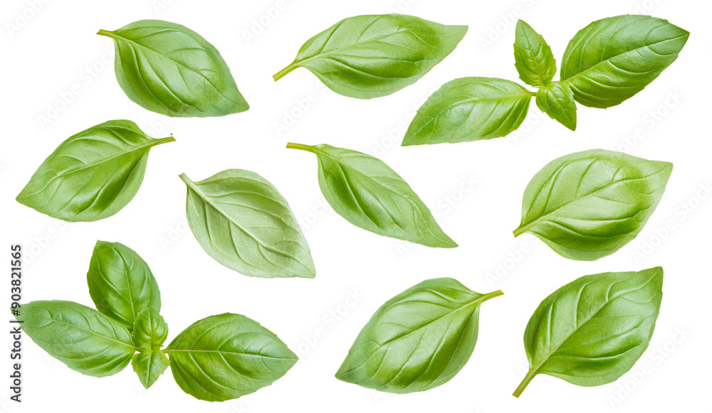 Fresh basil leaves isolated on white background. Italian spice, sauce base. Fresh basil leaves isolated on white background. Italian spice, sauce base.