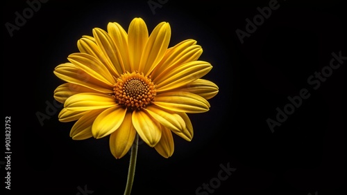 Yellow flower with symmetrical petals blooming on a black background, bloom, nature, symmetrical, elegant, plant, dark, wallpaper, contrast, background, design, beauty, floral, vibrant