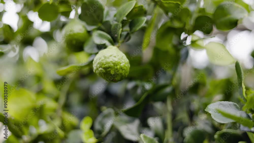 Bergamot on the green leaves background. Close up of green kaffir lime fruit with bokeh background. Bergamot on the green leaves background. Close up of green kaffir lime fruit with bokeh background.