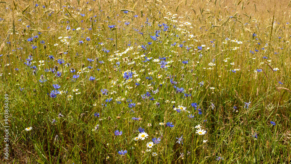Fototapeta premium Rye field with blooming chamomile and cornflower.