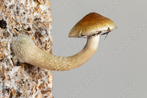 Close-up view of one psychedelic mushroom on mycelium block. Copy space. photo