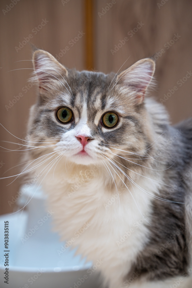 Cute Cat Animal Portrait Photo Cute Cat Animal Portrait Photo