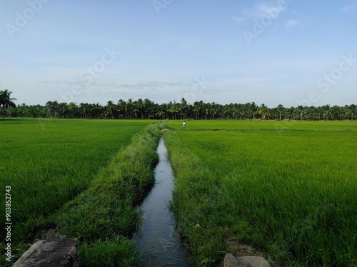 Water stream in the paddy field