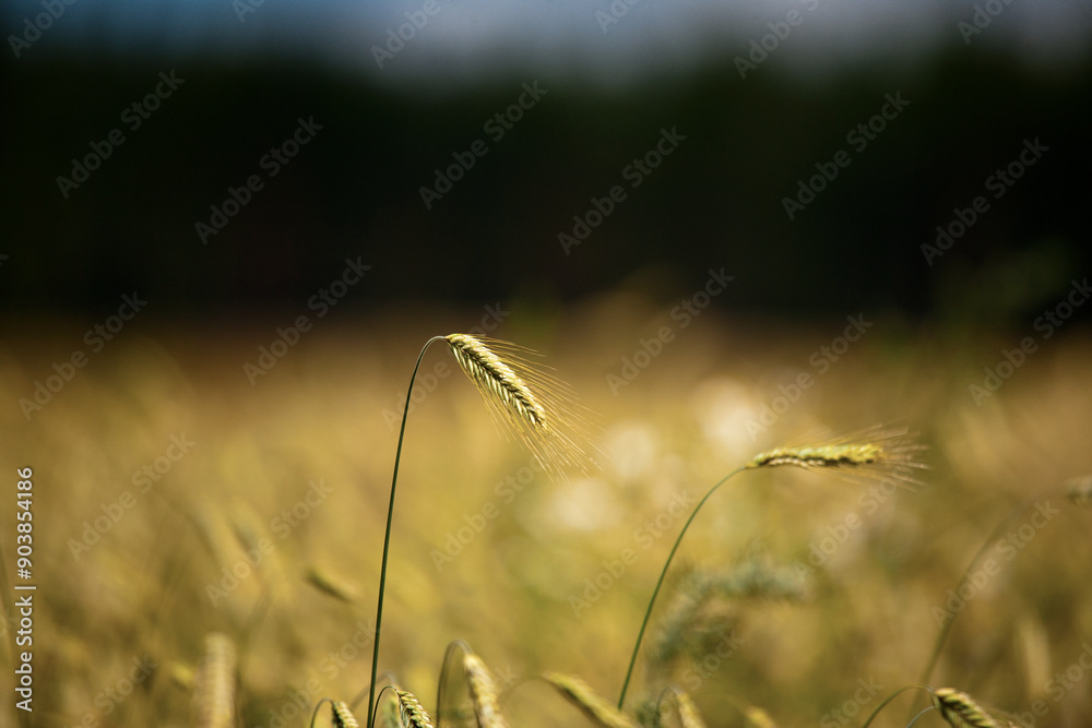 Obraz premium Kłosy zboża