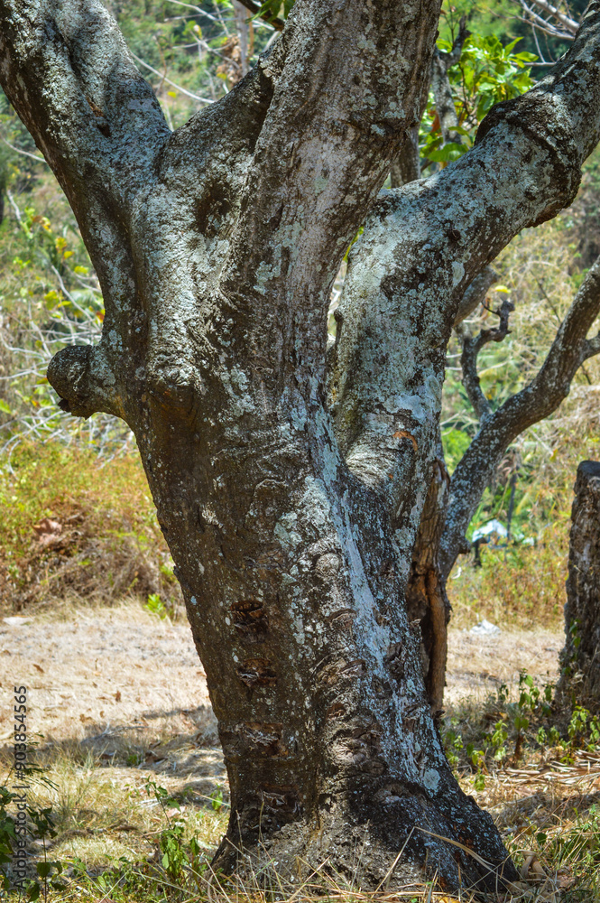 A solitary tree trunk, its textured bark etched by time, stands resiliently in the heart of an open field, embodying timeless endurance A solitary tree trunk, its textured bark etched by time, stands resiliently in the heart of an open field, embodying timeless endurance