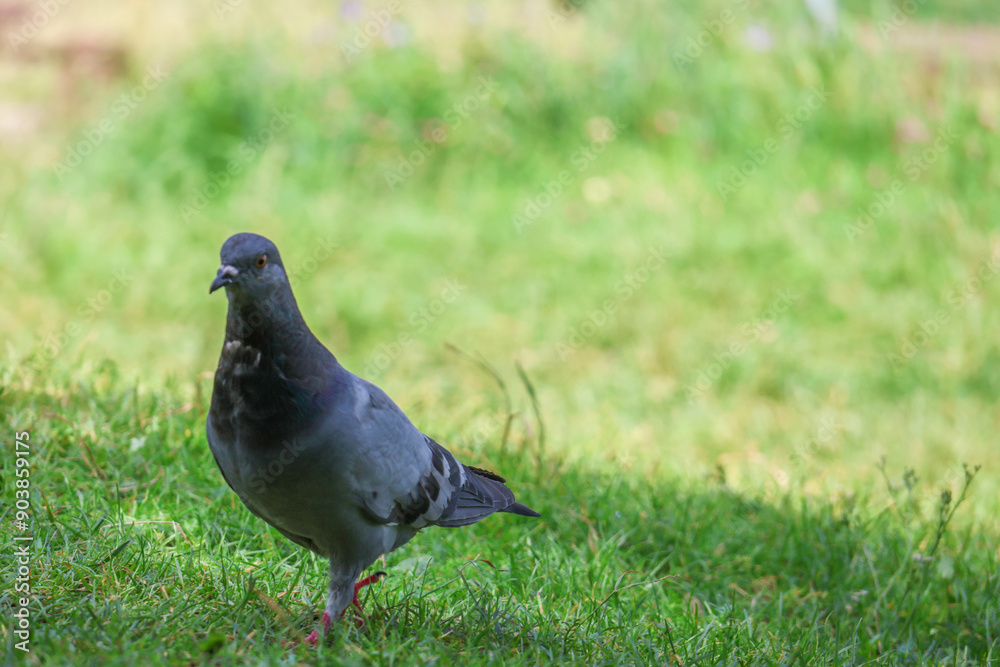 Obraz premium The beauty of pigeons in the park.