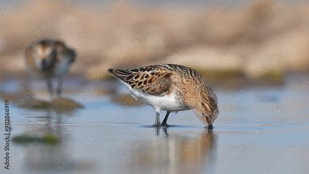 Little stint (Calidris minuta) is a wetland bird that lives in the northern parts of the European and Asian continents. It feeds in swampy areas.