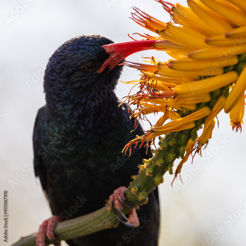 a green wood hoopoe feeding on the nectar of an aloe flower photo