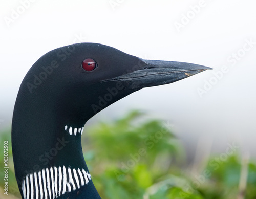Great Norther Diver [Common Loon] (Gavia immer) in Iceland 