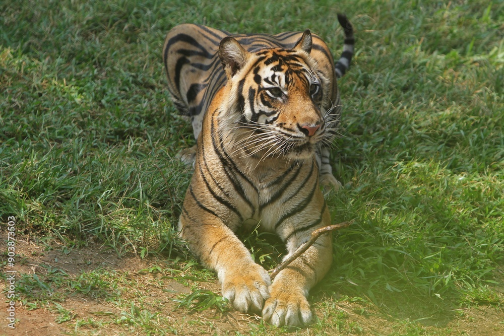 A Sumatran tiger sitting in the grass at noon A Sumatran tiger sitting in the grass at noon
