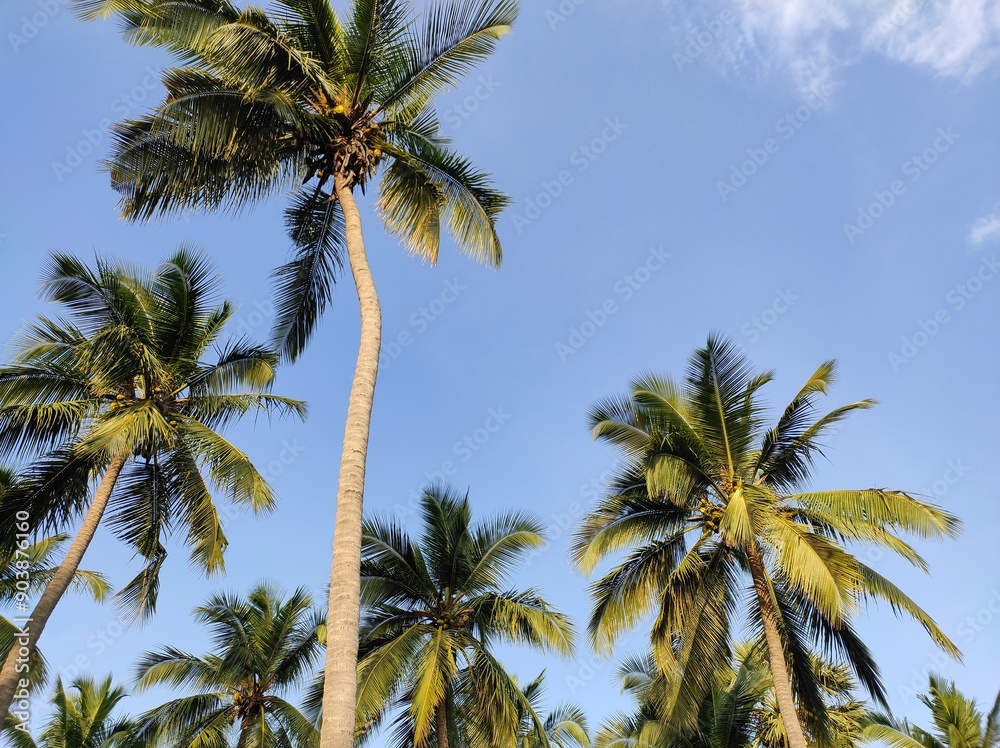 custom made wallpaper toronto digitalCoconut trees and blue sky