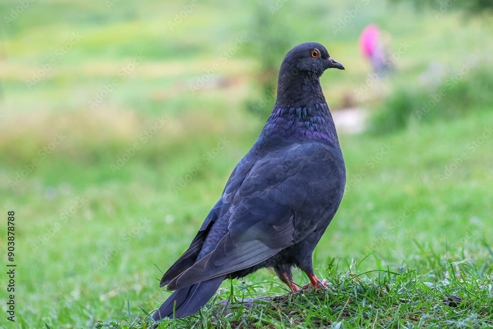The large bird genus Columba comprises a group of medium to large stout-bodied pigeons, often referred to as the typical pigeons. The large bird genus Columba comprises a group of medium to large stout-bodied pigeons, often referred to as the typical pigeons.