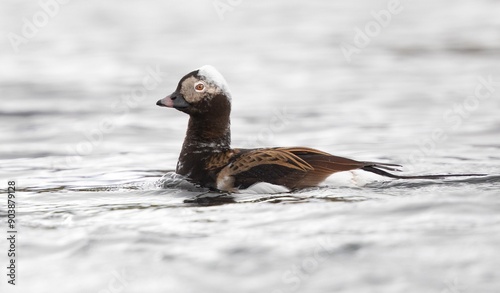 Male Long-tailed Duck (Clangula hyemalis), in summer plumage 