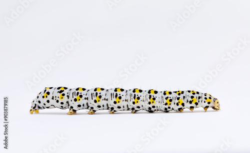 Mullien Moth (Cucullia verbasci) Larvae, UK.