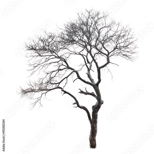 dry tree isolate on transparent background