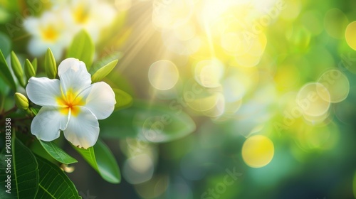 This mesmerizing image beautifully illustrates the captivating charm of frangipani plumeria flowers, with their vibrant white and yellow petals, all illuminated gracefully by soft, warm sunlight