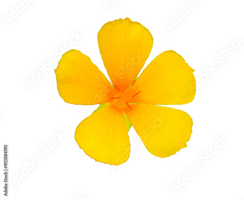 Yellow flowers on white background.