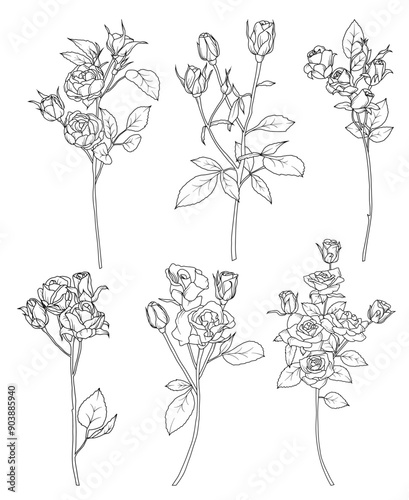 Line drawing rose flowers branch with leaves and buds, hand drawn vector line art illustration 
