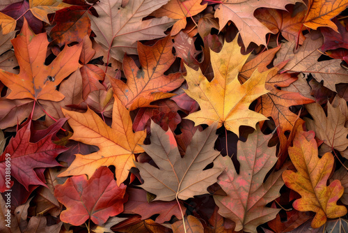 A Pile of Autumn Leaves with Vibrant Colors
