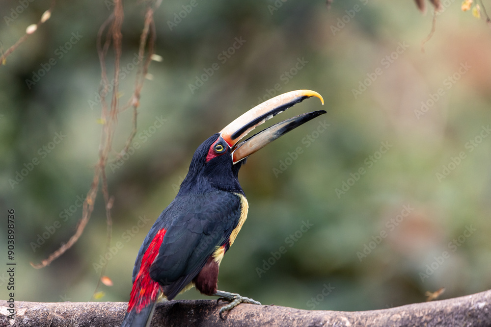 Obraz premium Fiery-billed Aracari toucan (Pteroglossus frantzii) feeding in the forest of Mindo, Ecuador