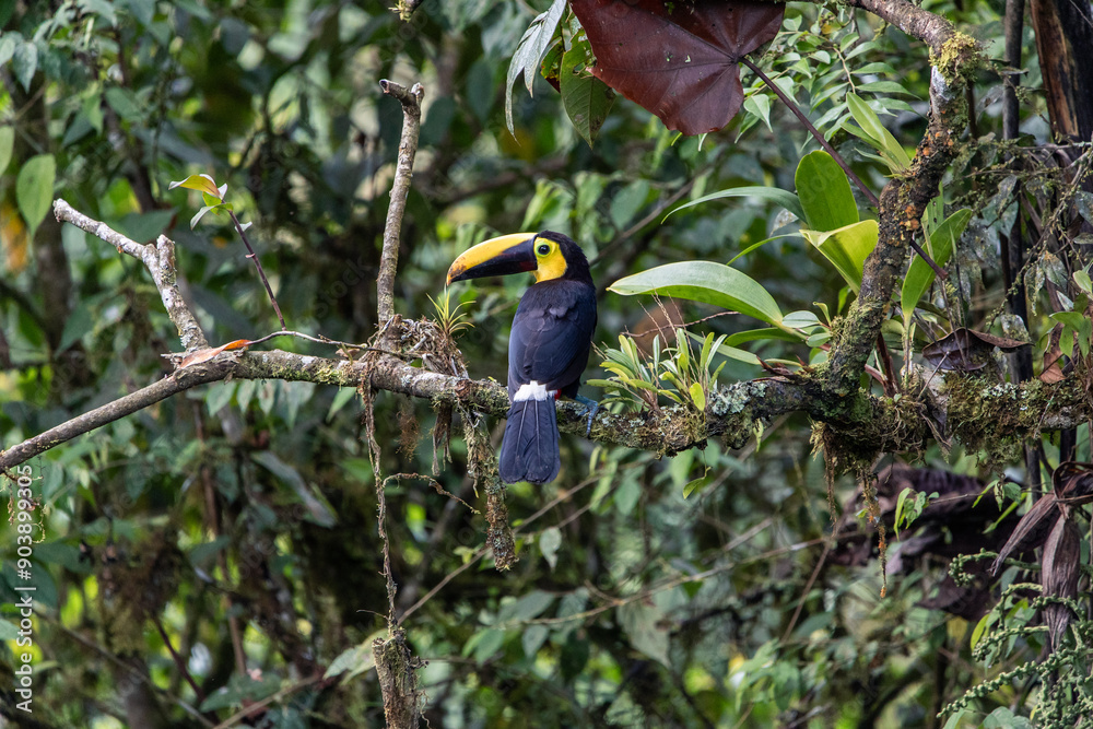 Choco Toucan (Ramphastos brevis) in the forest of Mindo, Ecuador Stock ...
