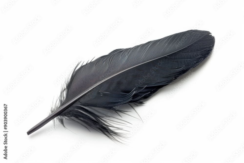 Black Feather. Single Swan Feather Representing Lightness and Nature, Isolated on White Background Black Feather. Single Swan Feather Representing Lightness and Nature, Isolated on White Background