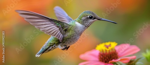 Hummingbird in Flight © maretaarining