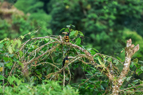 Collared Aracari (Pteroglossus torquatus) tucancillo collarejo pair in the forest of Mindo, Ecuador photo