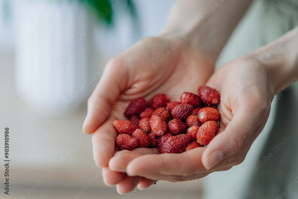 Close-up of woman hands gently holding a handful of fresh, ripe red strawberries. Harvesting wild strawberries in summer, a sweet berry rich in vitamins. Close-up of woman hands gently holding a handful of fresh, ripe red strawberries. Harvesting wild strawberries in summer, a sweet berry rich in vitamins.