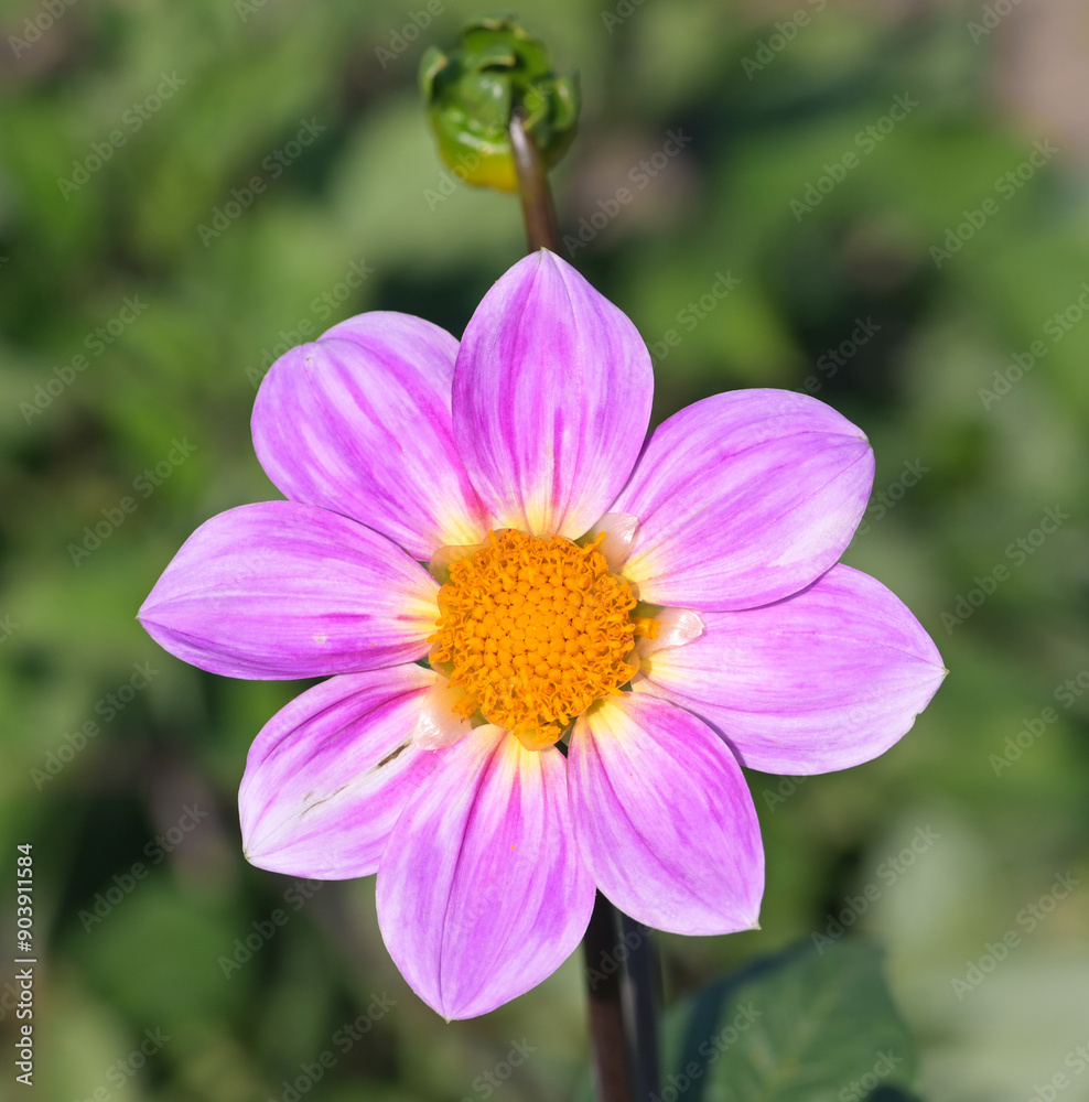 Beautiful close-up of a single-flowered dahlia Beautiful close-up of a single-flowered dahlia