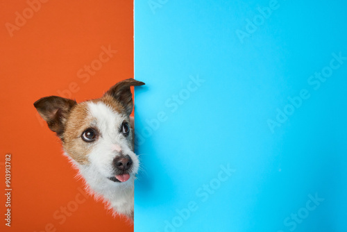 Curious Jack Russell Terrier dog peeks around a blue corner, contrasting with an orange background. The scene highlights the dog's inquisitive nature and sharp features