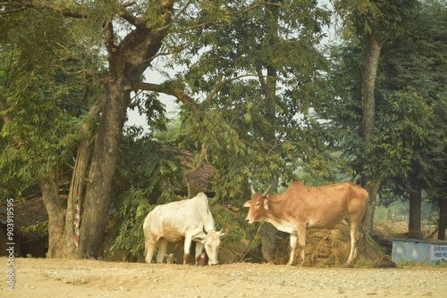 cows grazing in a field