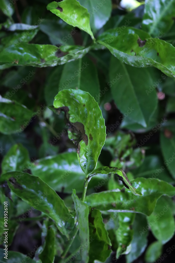 Damaged green leaves of Cherry laurel bush with disease. Prunus laurocerasus tree with holes and brown dry spots on leaves Damaged green leaves of Cherry laurel bush with disease. Prunus laurocerasus tree with holes and brown dry spots on leaves