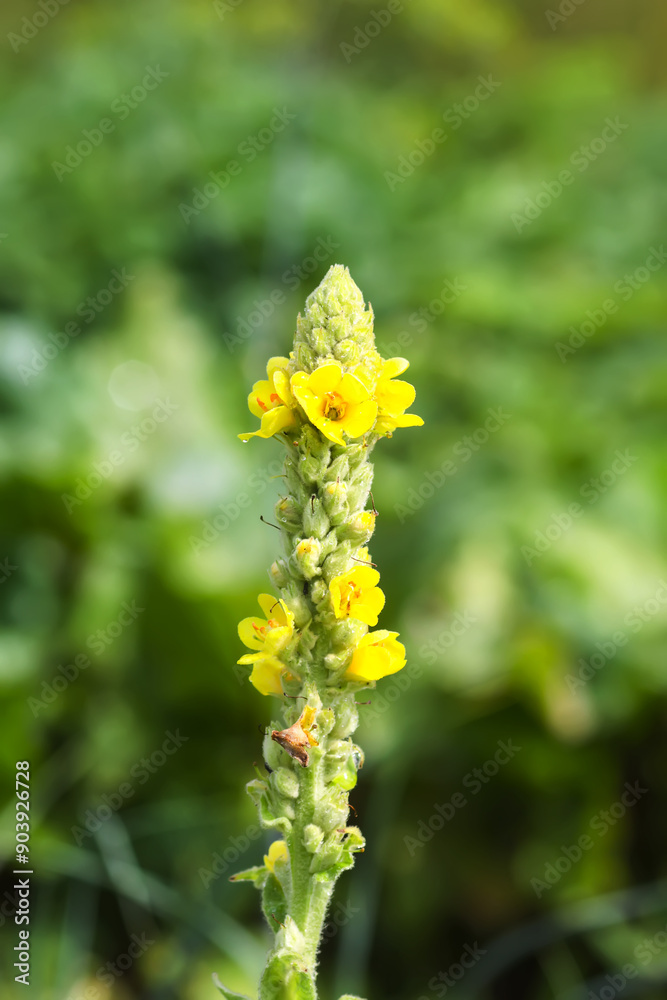 Fototapeta premium Flower of great mullein or Verbascum thapsus in a garden.