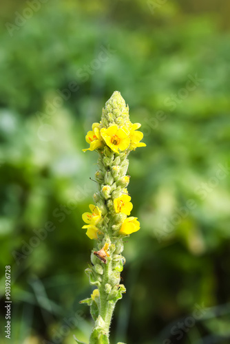 Flower of great mullein or Verbascum thapsus in a garden. photo