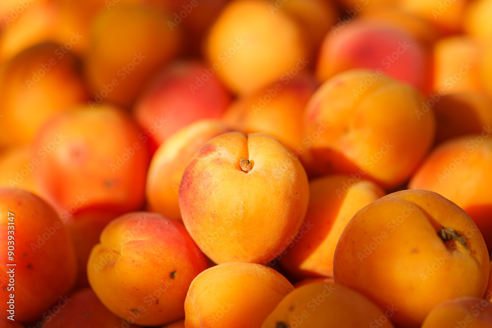 bunch of apricots in the sunlight, orange mood, close-up, harvesting, summer mood bunch of apricots in the sunlight, orange mood, close-up, harvesting, summer mood